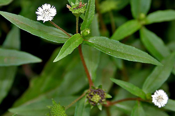 mẹo dân gian hạ sốt cho bé tại nhà