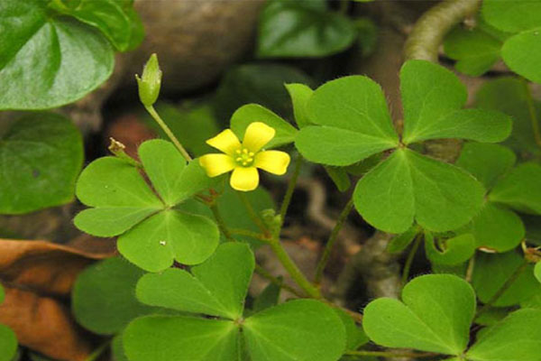 mẹo dân gian hạ sốt cho bé tại nhà