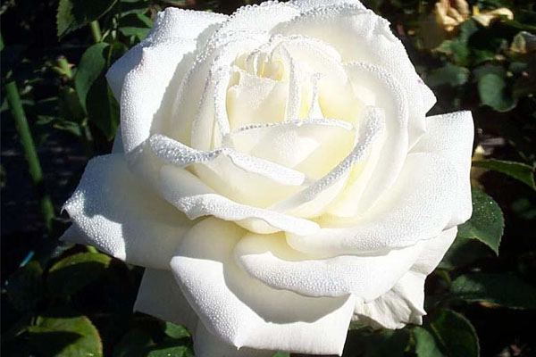 mẹo dân gian trị ho cho bé