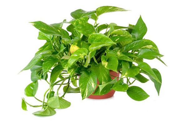 loại cây cảnh gây nguy hiểm cho trẻ